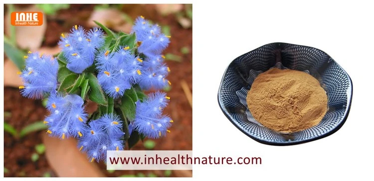 Cyanotis Arachnoidea and Cyanotis Root Extract Cyanotis Arachnoidea and Cyanotis Root Extract