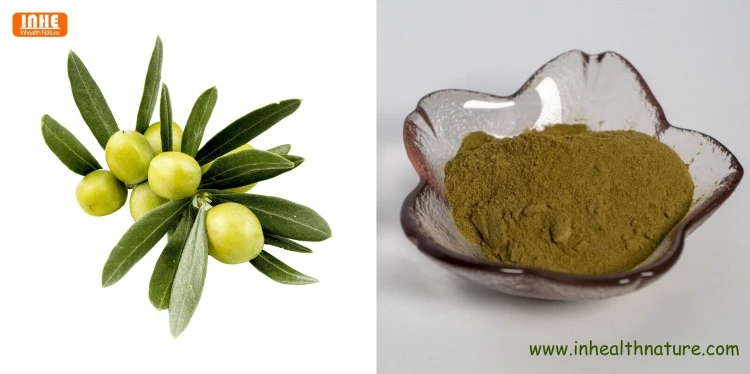 Olive Leaf and Olive Leaf Powder