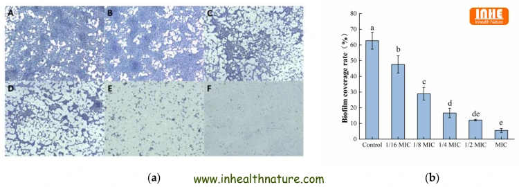 Anti-Biofilm Effects of Oleuropein Against Bacteria
