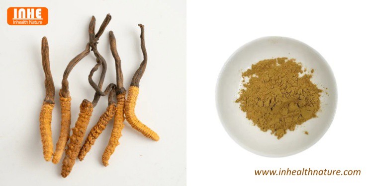 Cordyceps Sinensis and Cordyceps Extract Powder