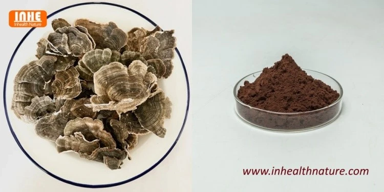 Turkey Tail Mushroom and Turkey Tail Mushroom Extract Powder Turkey Tail Mushroom and Turkey Tail Mushroom Extract Powder