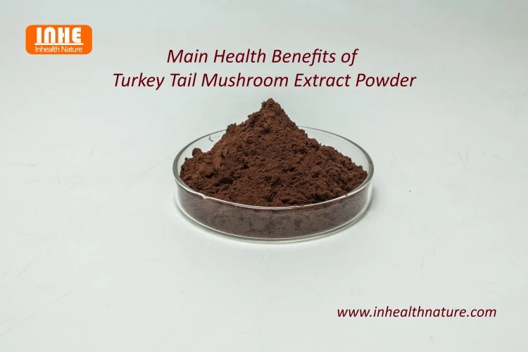 Turkey Tail Mushroom Extract Powder Health Benefits Turkey Tail Mushroom Extract Powder Health Benefits